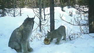 The lynx caught the hare. Successful photo trap shooting (with sound).