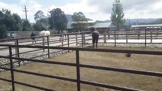 Stallion gets mad he can't be with mare