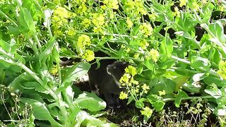 Cat and Chinese cabbage flowers