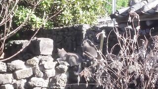 A cat that blends into the stone wall