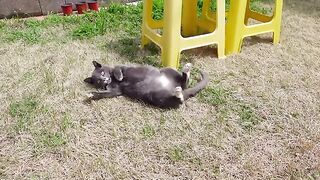 A kitten whose movements are always funny