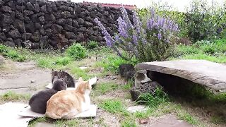 O hanami o suru neko Cat enjoying cherry blossom viewing