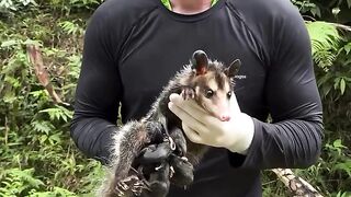 Os gambás brasileiros, criaturas fascinantes da fauna nacional