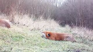 Pregnant fox screaming at partner