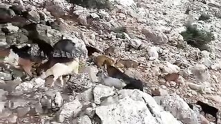 Goat Hike