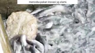 Pakan ALTERNATIF Daging keong BAGUS atau TIDAK untuk ikan lele❓