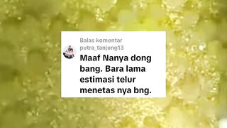 Butuh waktu berapa lama TELUR lele bisa menetas menjadi LARVA