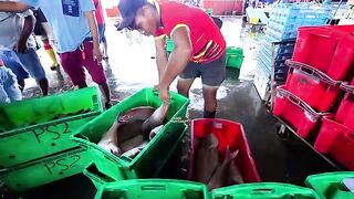 Exploring Sabah's Seafood Paradise- Lobster, Tiger Prawns & Crabs Galore! Malaysia Street Food