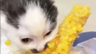 Cat eating ????