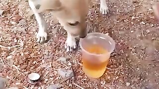 Dog testing alcohol