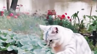 Funny cat working????????