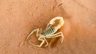 Bicho_k_dank_ka_ilaaz????_#shorts_#scorpion_#youmustknow_#factsinhindi_#shortvideo_#hazratmuhammadsaw(480p).