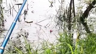 Fishing in the swamp