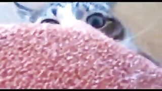 cat funny video