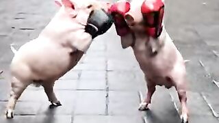 Amazing pigs