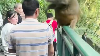 Look at this monkey smacking Grandpa's bald head