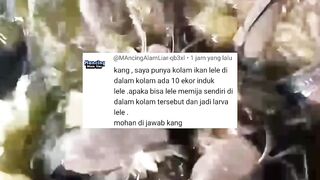 Apakah bisa induk lele mijah liar dikolam❗Apakah larva nya akan hidup❓