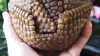 This armadillo will make your day better!