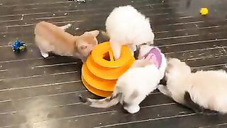 Funny Cats