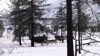 DOMESTIC WOLVES protect deer from WILD WOLVES . Interesting video.