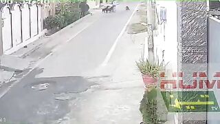 A woman was overpowered by stray dogs in the street