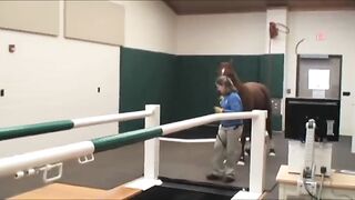 Performing endoscopy on a treadmill in an equine hospital