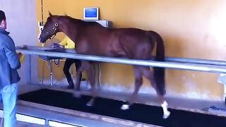 Horse in training on treadmill.