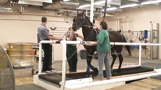 treadmill test part1 standardardbred pacer