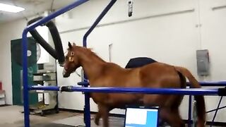 Horse Running on Treadmill