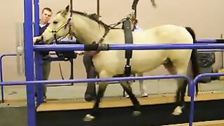 Horse on Treadmill