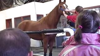 Horse Treadmill.