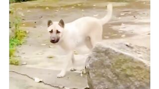 Funny dog videos and pranks