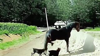 Funny video with dogs and horses