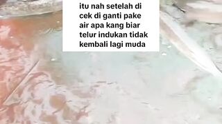 Agar kematangan gonad induk lele tidak kembali muda, Ganti air kolam dengan apa❓