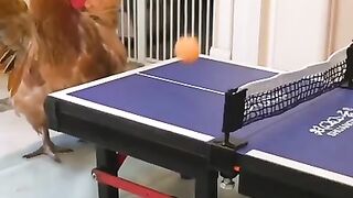 Cat and Chicken playing table tennis