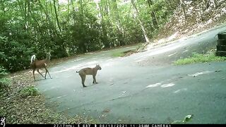 Deer vs Bobcat