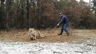 Big Wisconsin Wolf Release