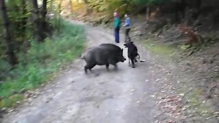 Wolf dog and boars