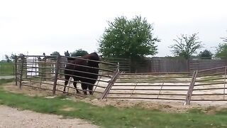 how a bison fixes a fence