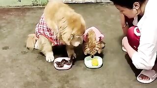 hahahaha_????_#funny_#rockythecutie_#viralvideo_#comedyvideos_#rockydog_#pets_#doglover_#comedyshorts(480p