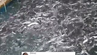 Apakah benar air kolam BENING bisa memicu ikan lele jadi KANIBAL❗