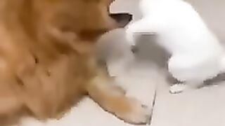 FIGHTING CAT VS DOG