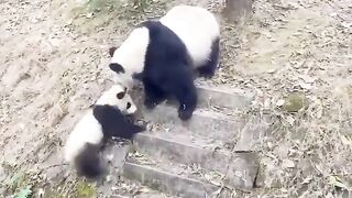 why did the mama panda do this?