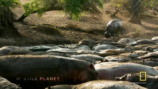 A Hippo Battle.