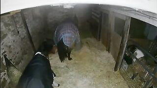 Horse (Sven) lays down in his stall and cracks off 30 second epic fart.