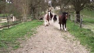 Pferdehof Birkenweiler, unsere Pferde, Ponys und Esel kommen von der der Weide