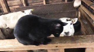 Sheep gets revenge on cat