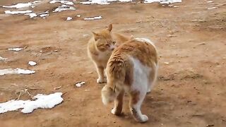 Strong cat fight