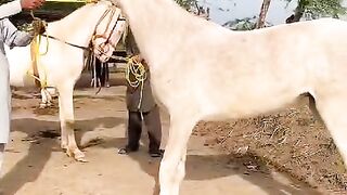 Horse video and vlog