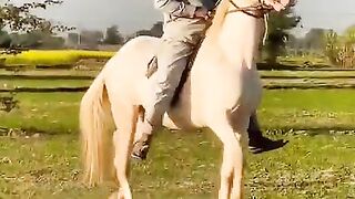 Horse video and horse riding